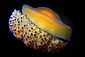 Fried egg Jellyfish